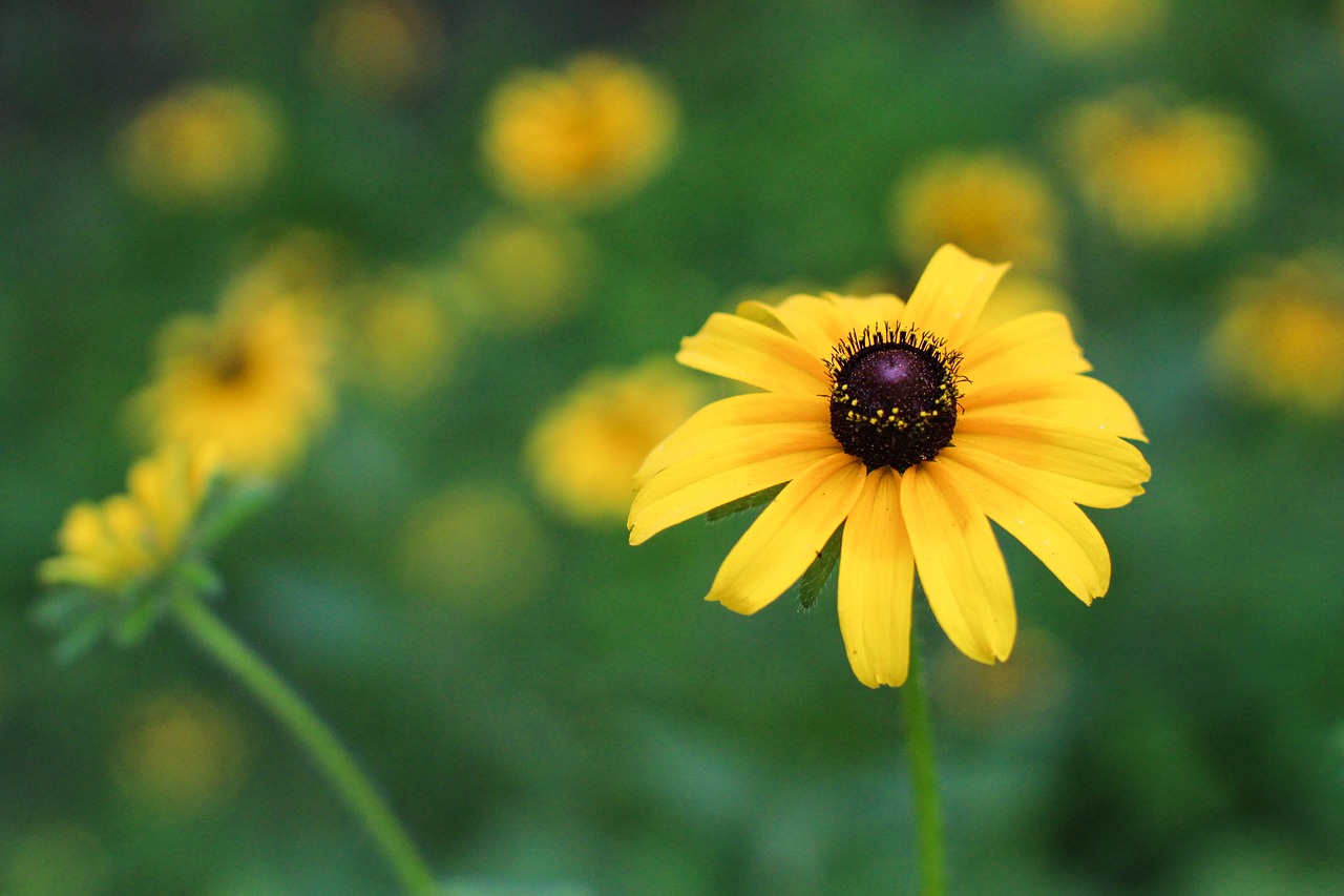 flower black eyed susan floral free photo