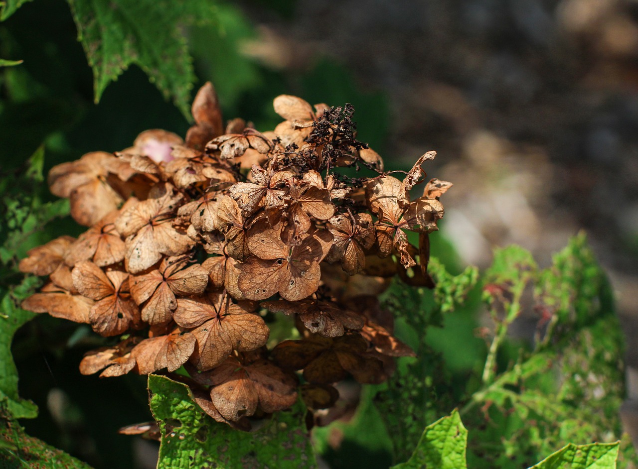 flower dying nature free photo