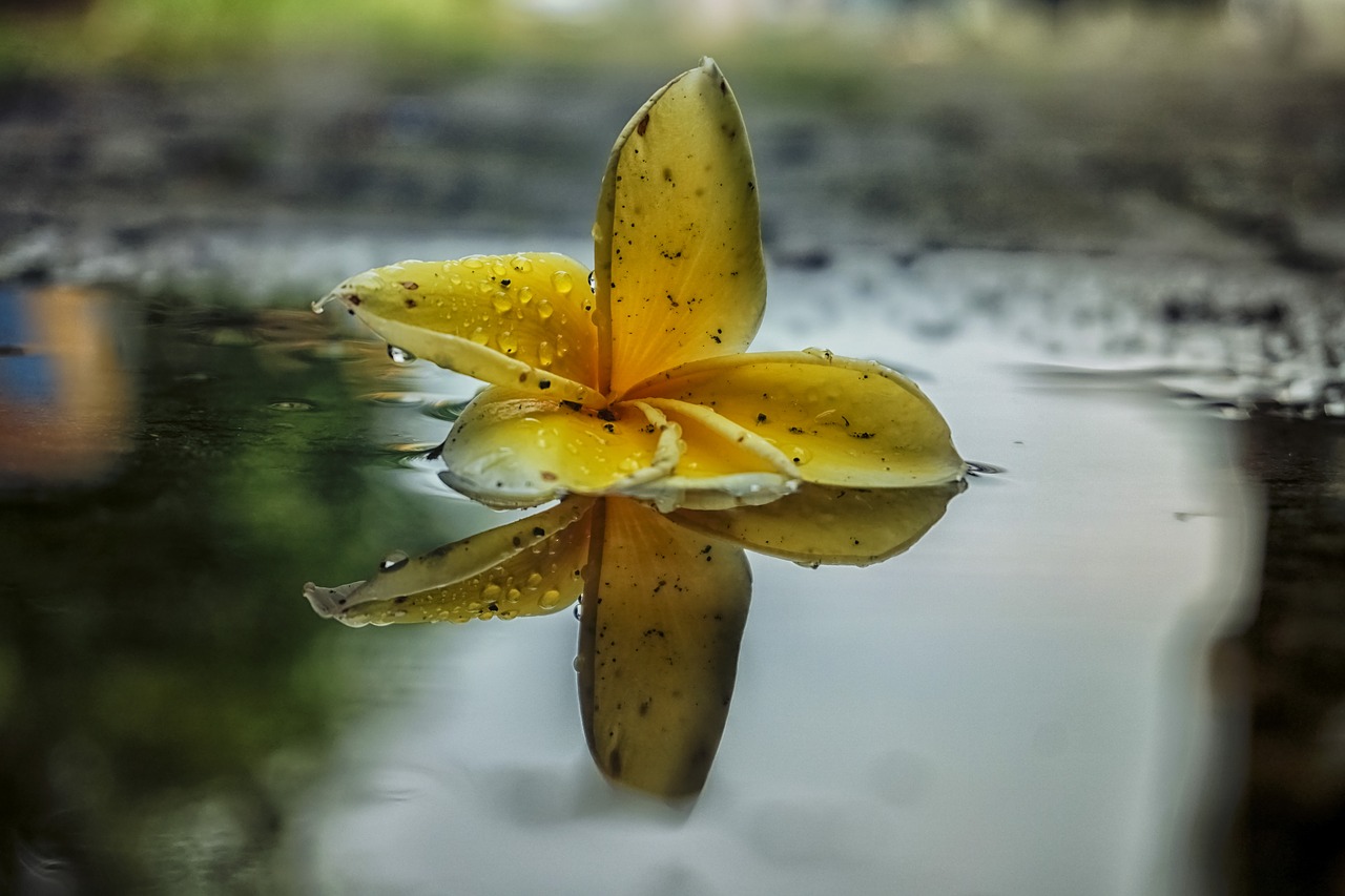 flower reflection nature free photo