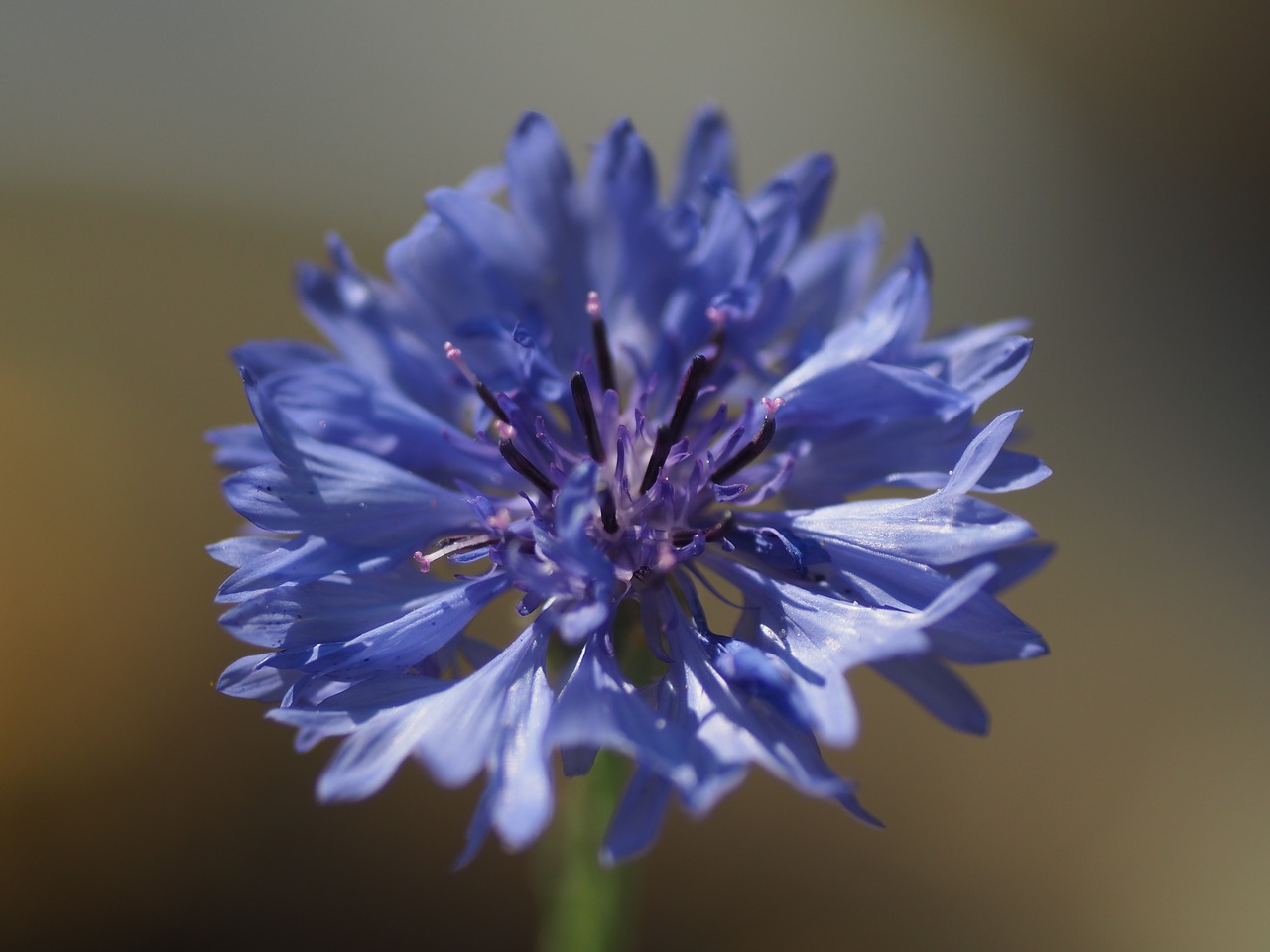 flower borage blue free photo