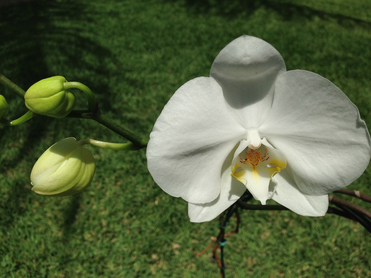 flower white garden free photo