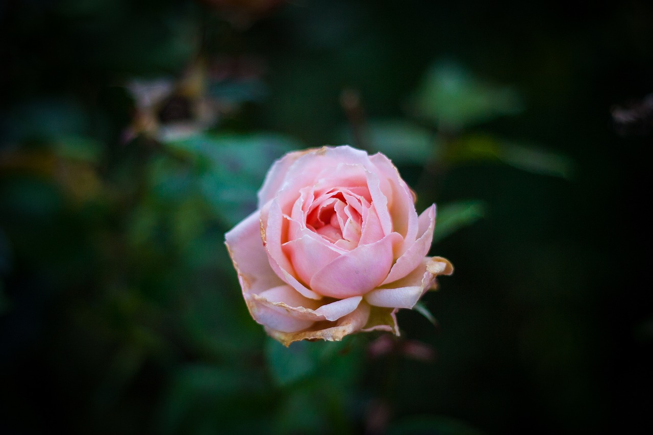 flower pink petal free photo