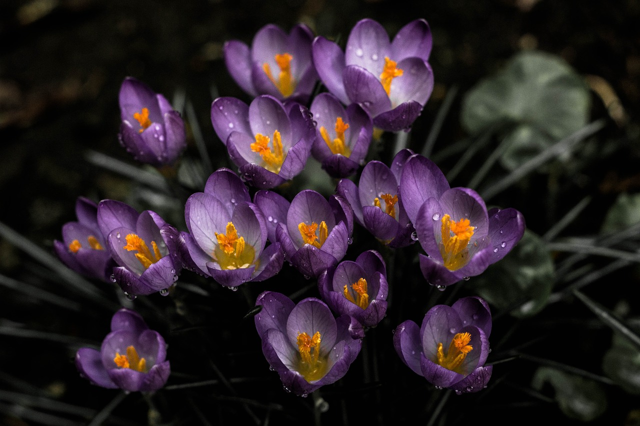 flower lavender bloom free photo