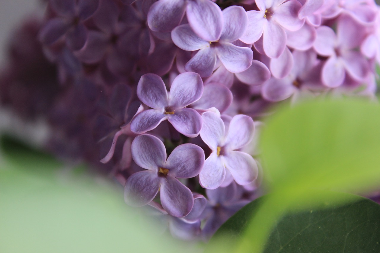 flower blossom bloom free photo