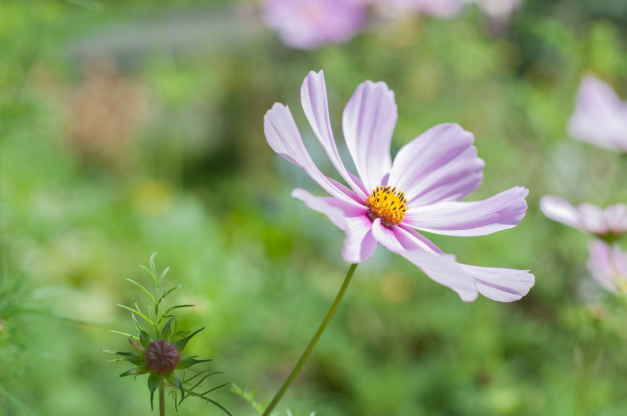 flower pink petal free photo