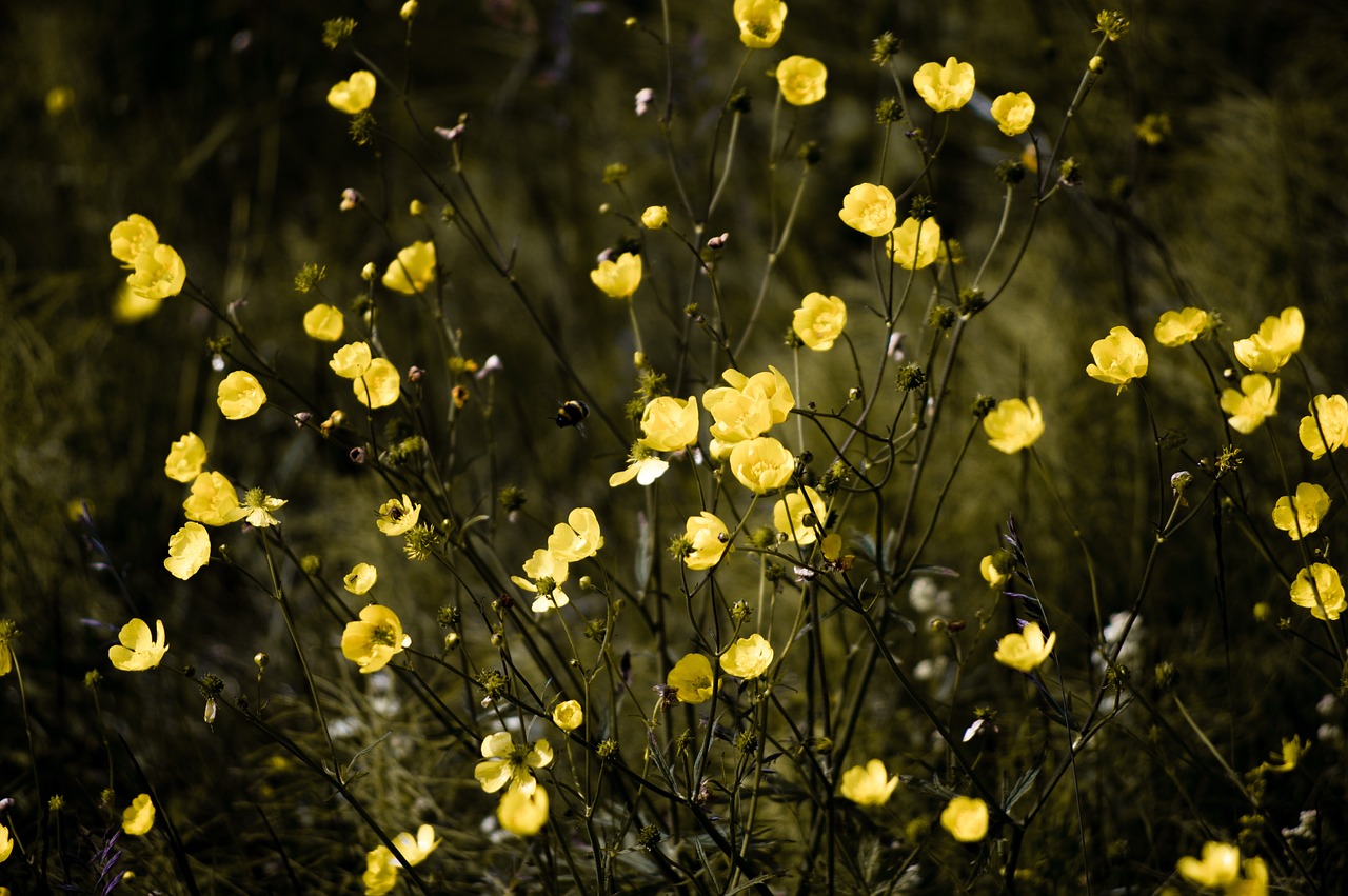 flower yellow petal free photo