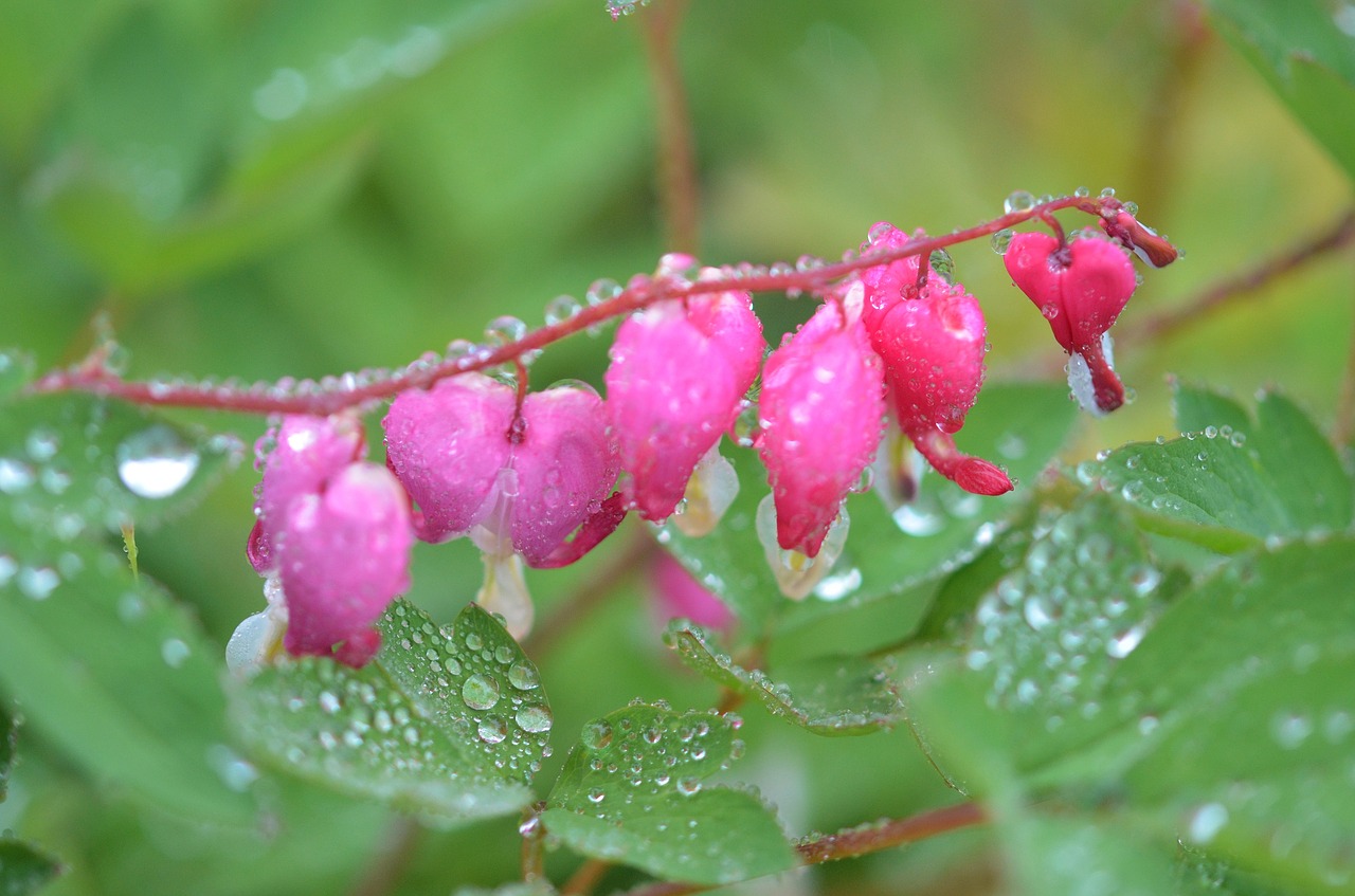 flower natur floral free photo