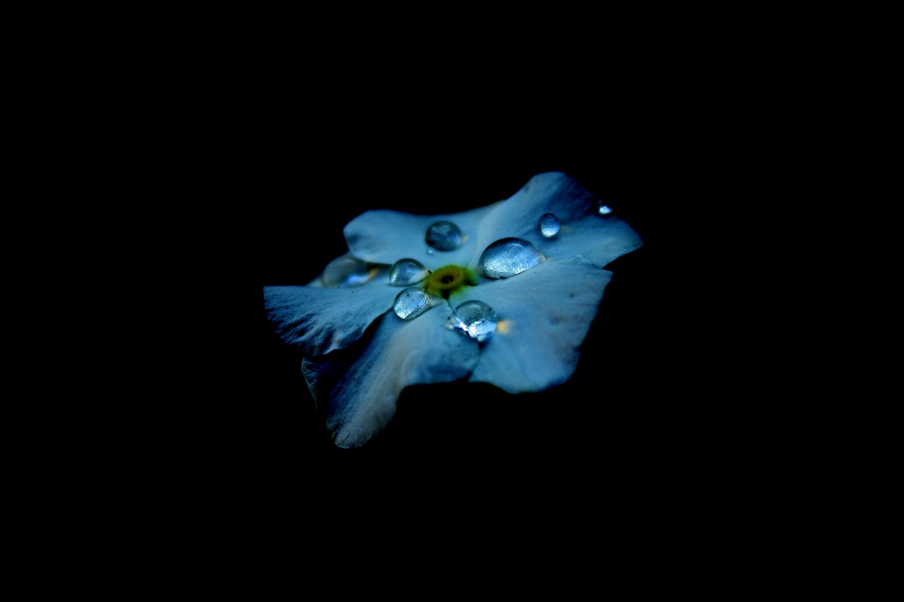 flower blue petal free photo