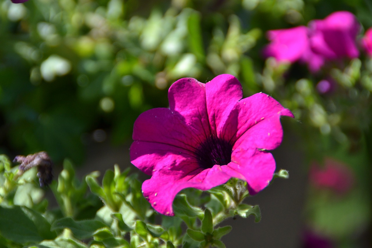 flower purple love free photo