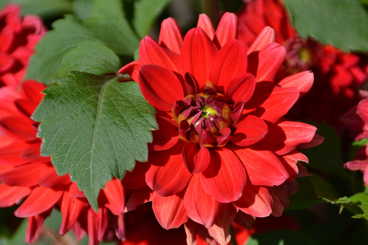 flower red love free photo