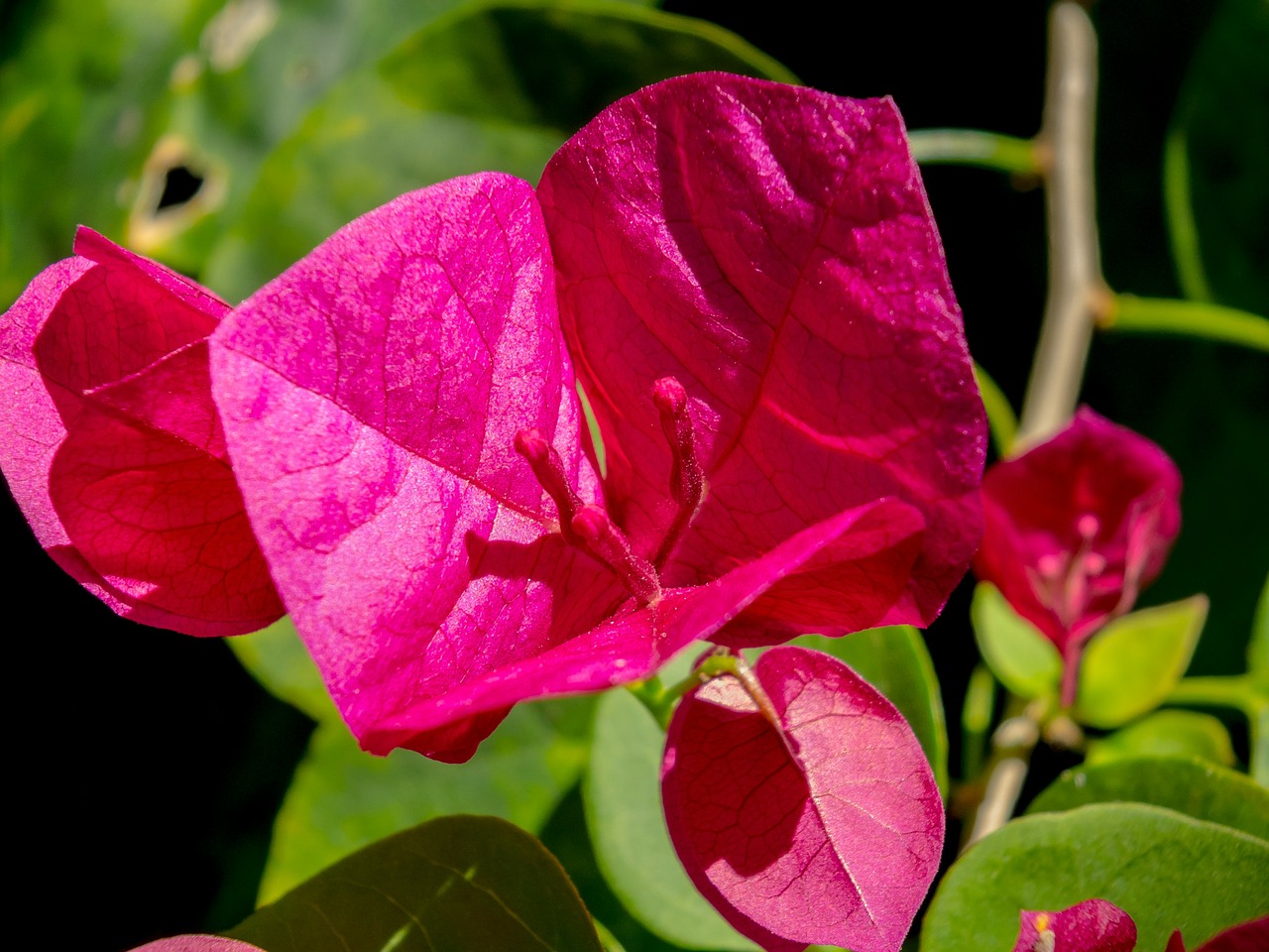 blossom bloom flower free photo