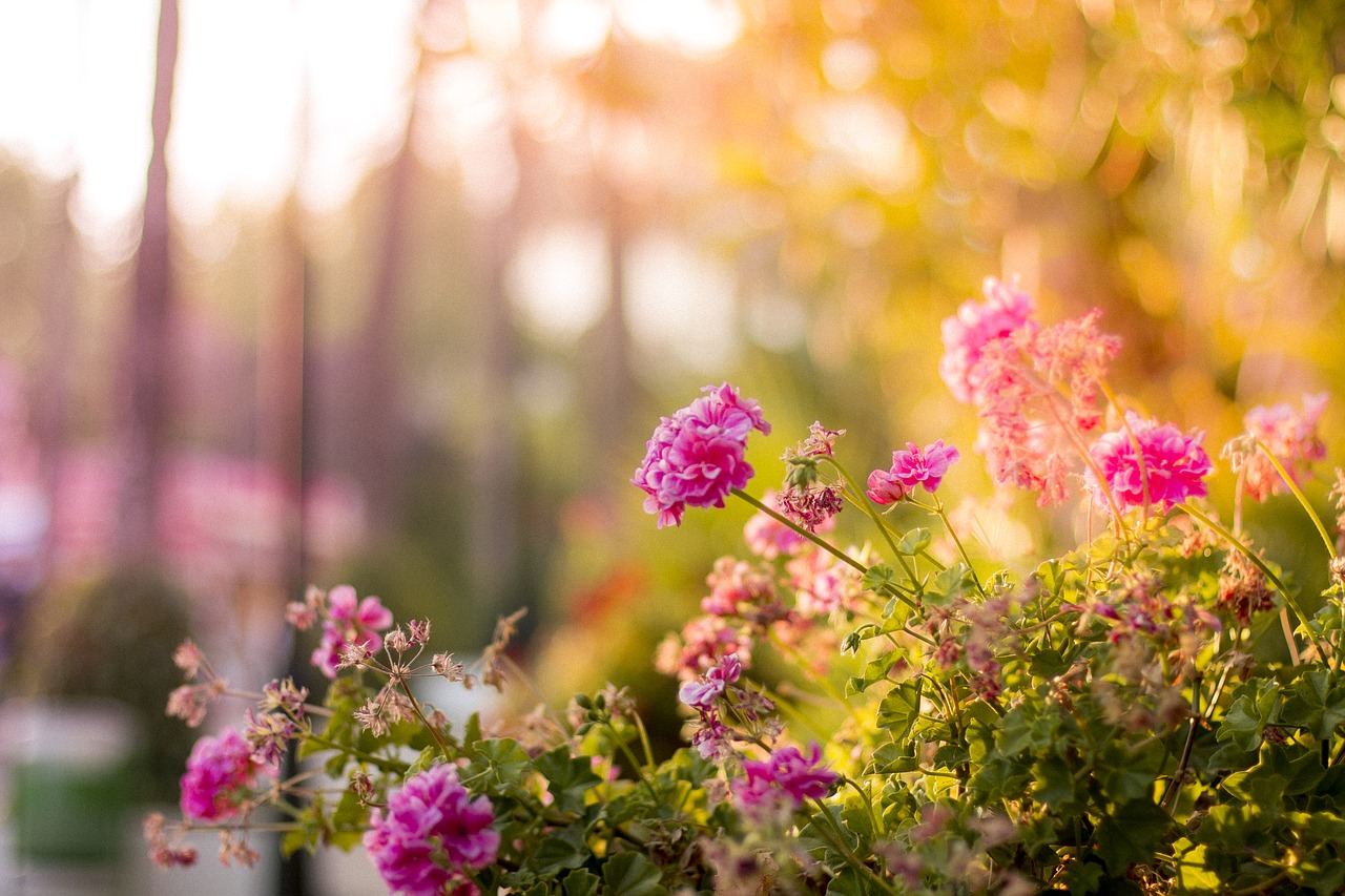 flower bloom petal free photo