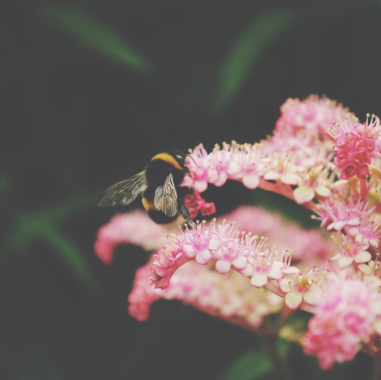 flower pink petal free photo