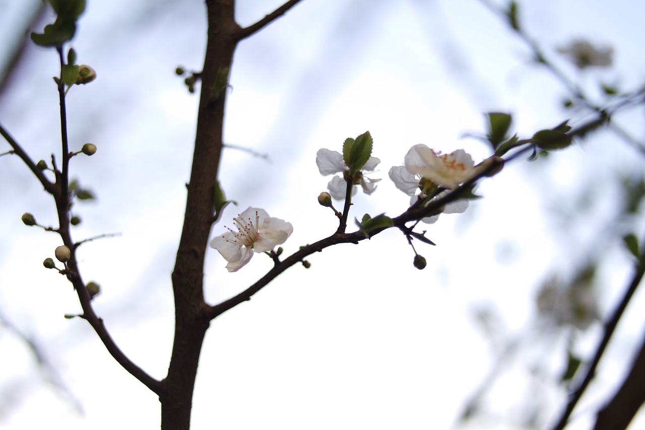 flower white petal free photo