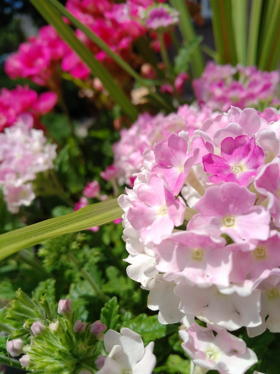 flower pink garden free photo