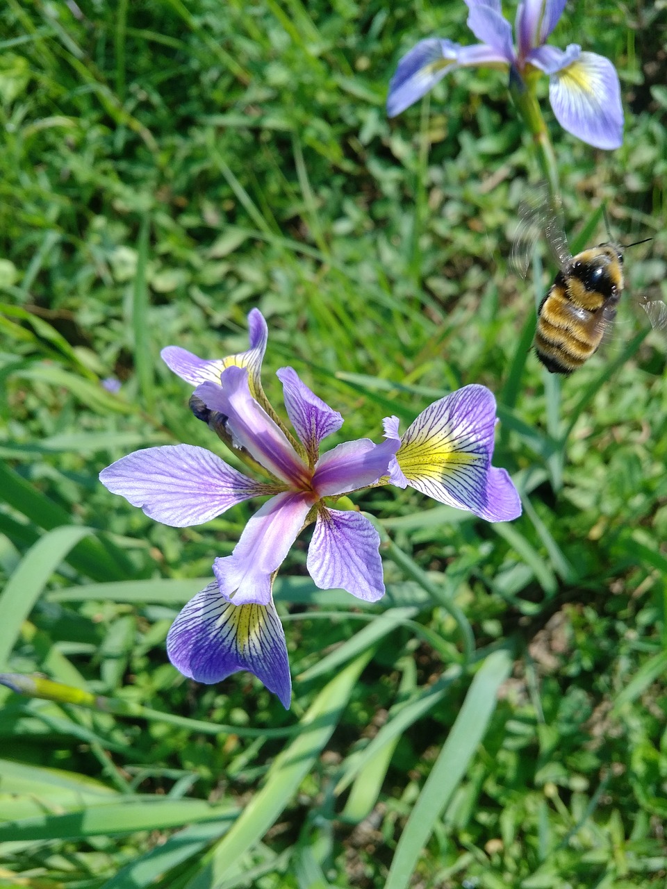 flower garden bee free photo