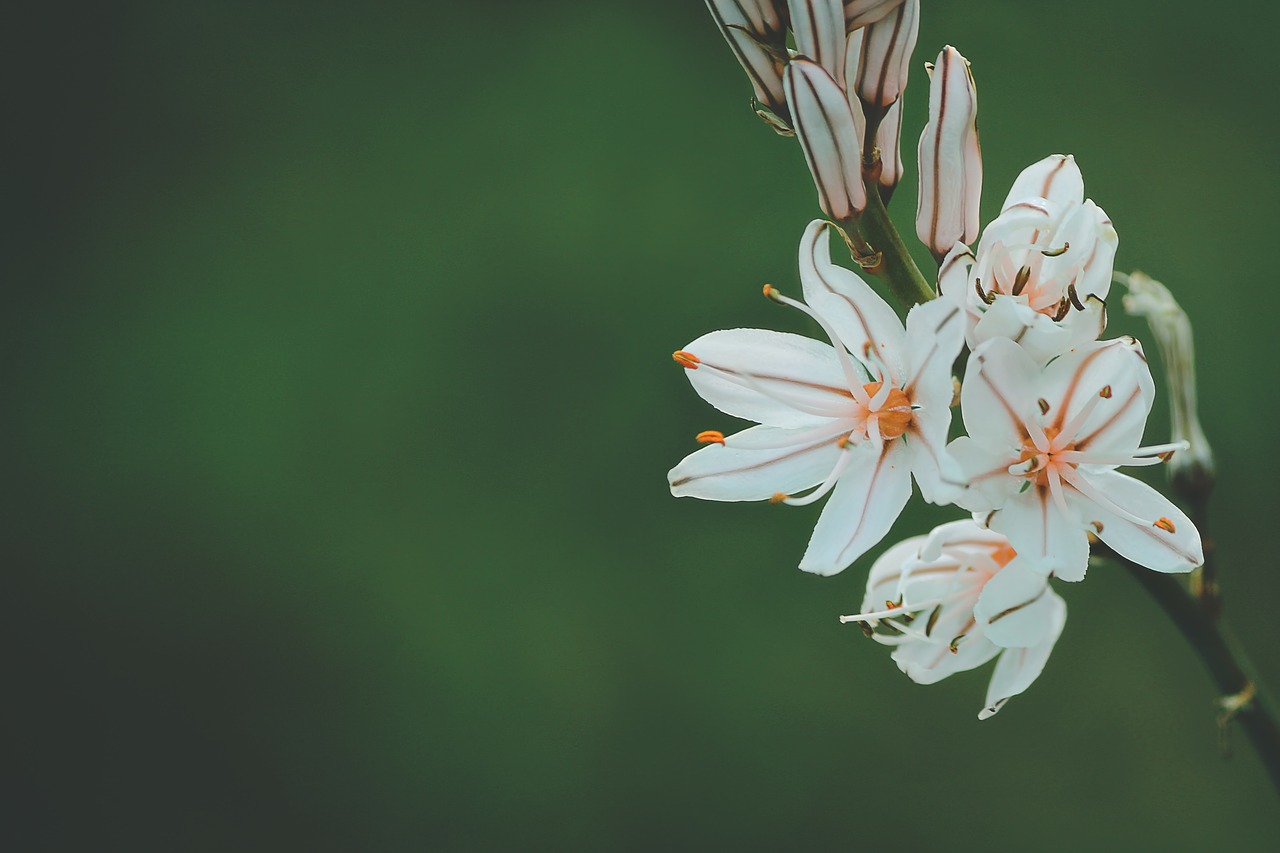 flower white petal free photo