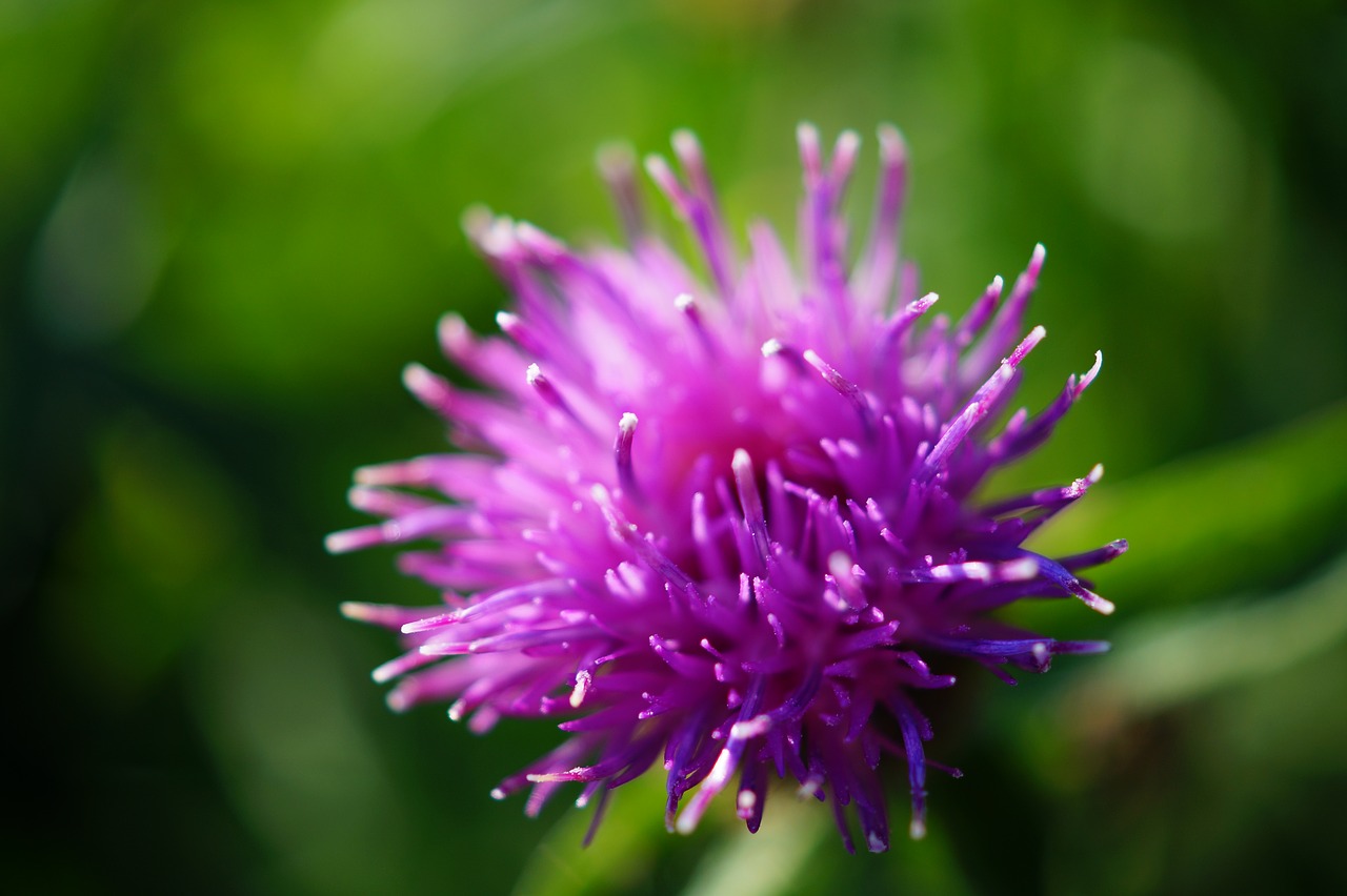 flower violet petal free photo