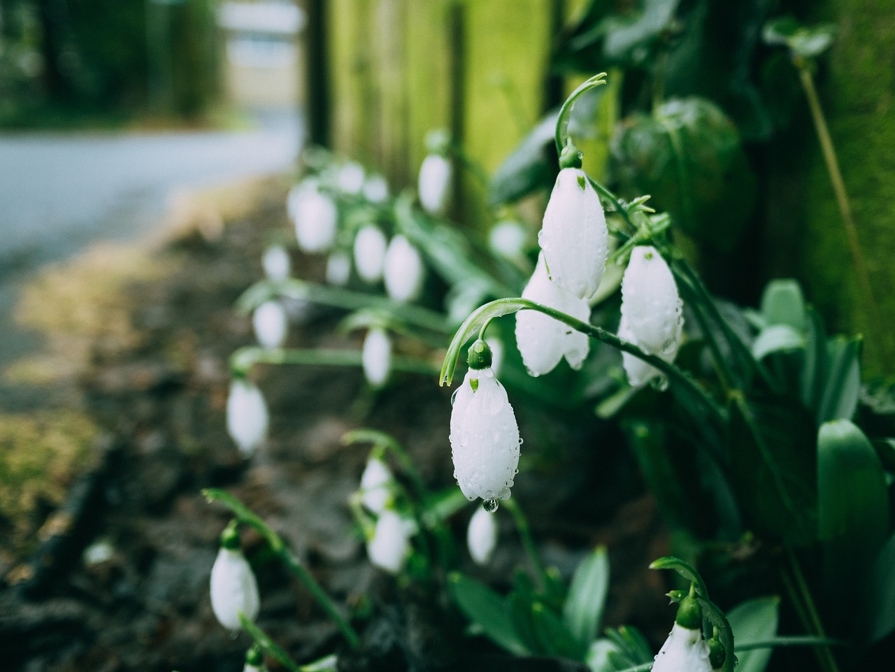 flower white petal free photo