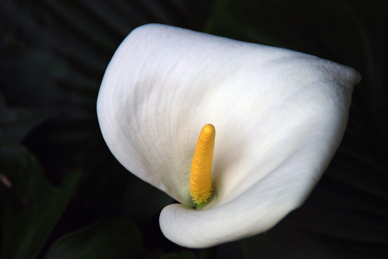 flower white white flower free photo