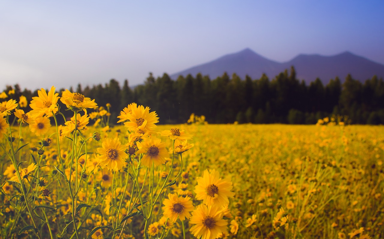 flower yellow petal free photo