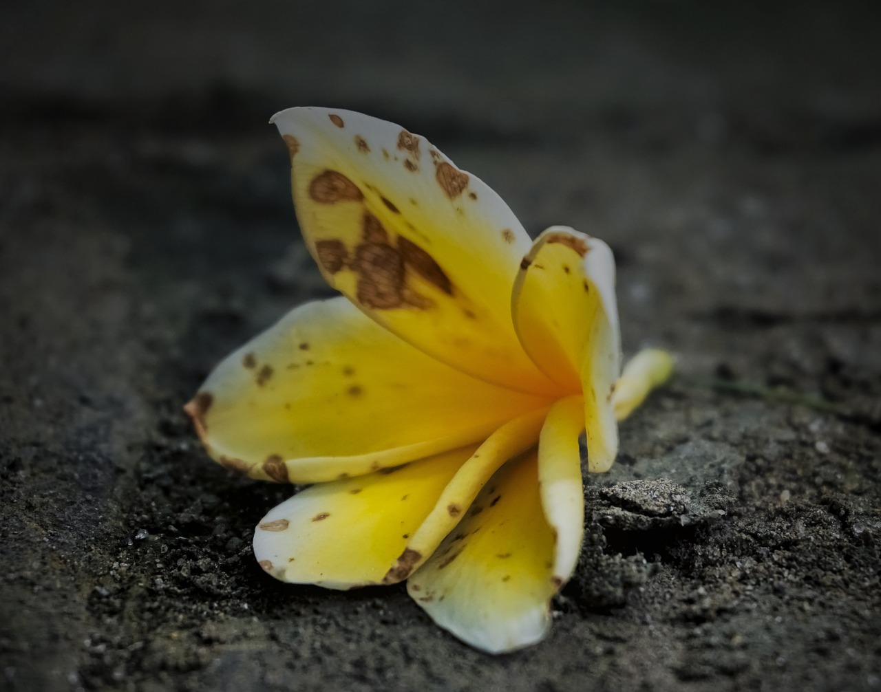 flower yellow yellow flowers free photo