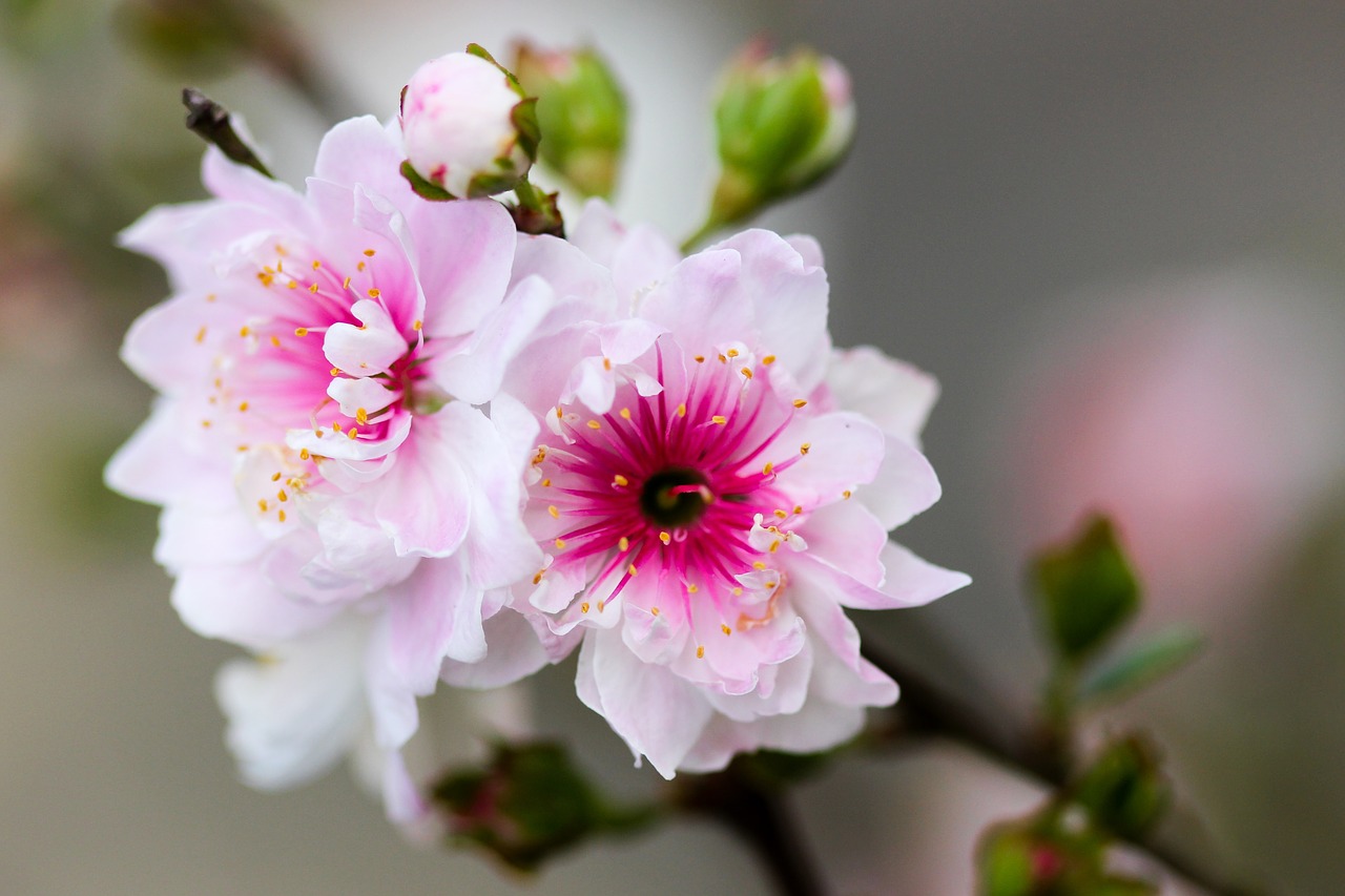 flower white petal free photo