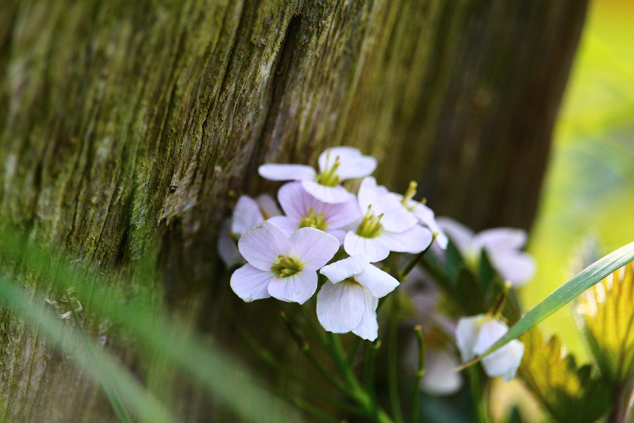 flower fence smock free photo