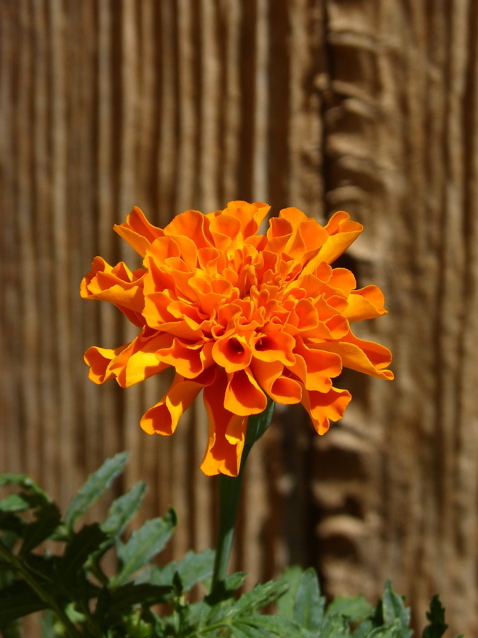 flower beauty orange color free photo