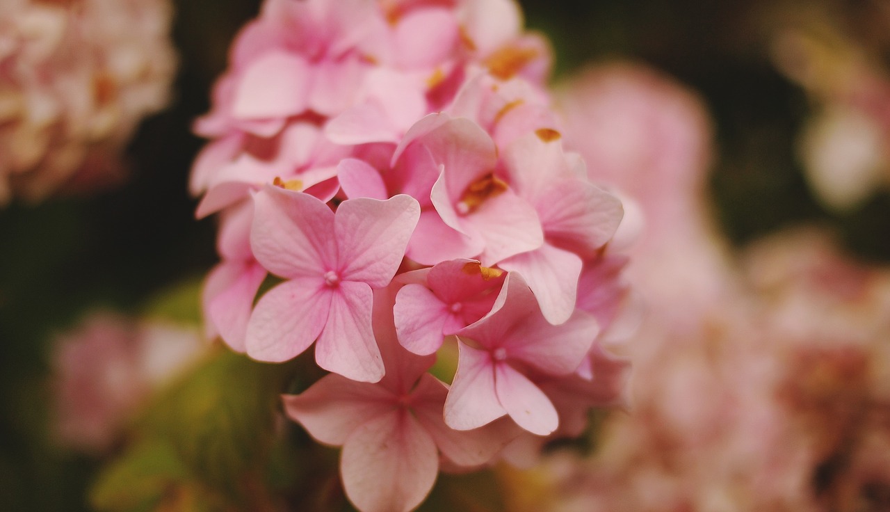 flower pink petal free photo