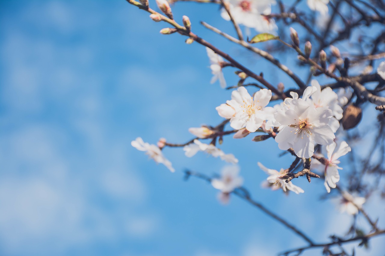 flower white petal free photo