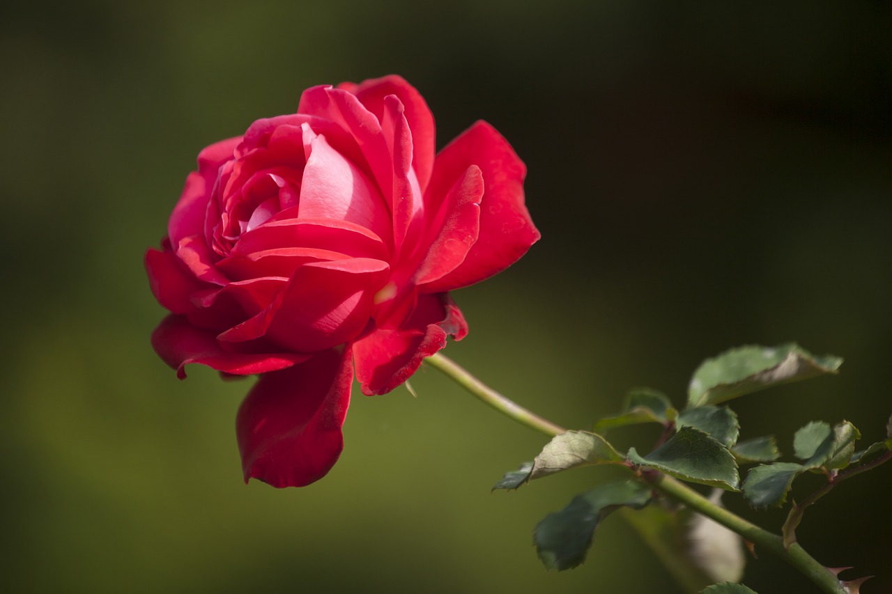 flower rose love free photo