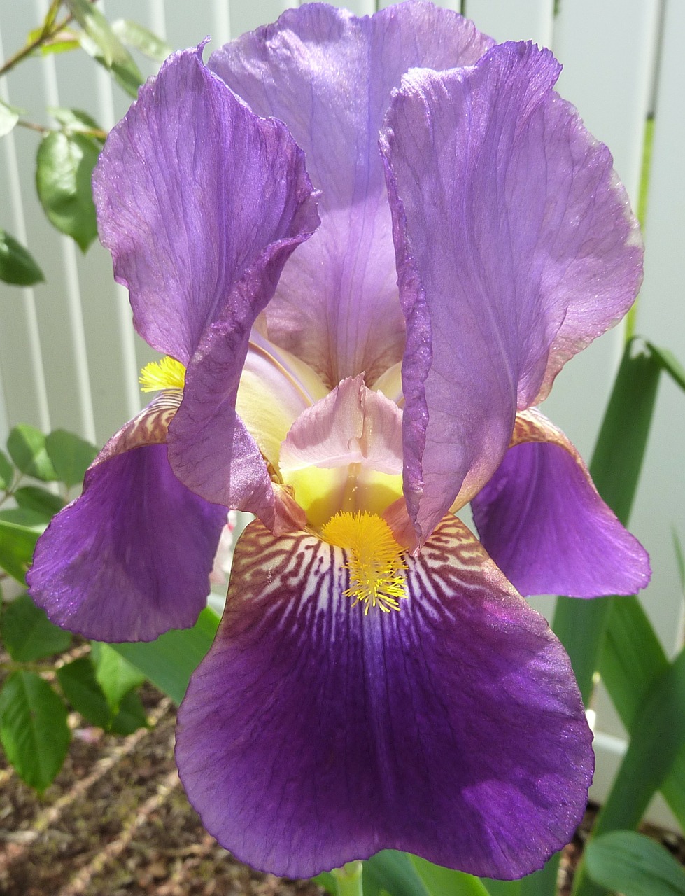 flower iris purple free photo