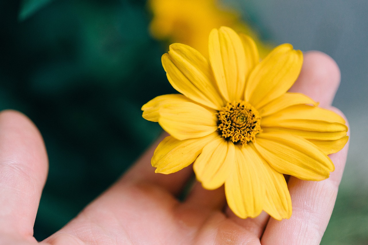 flower yellow petal free photo