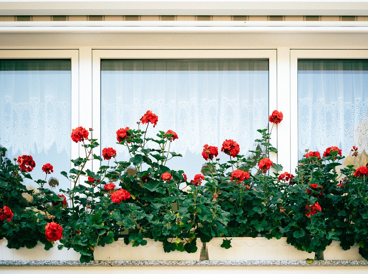 flower red petal free photo