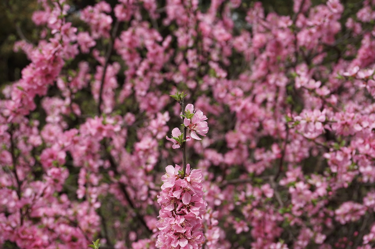 flower flowers pink free photo