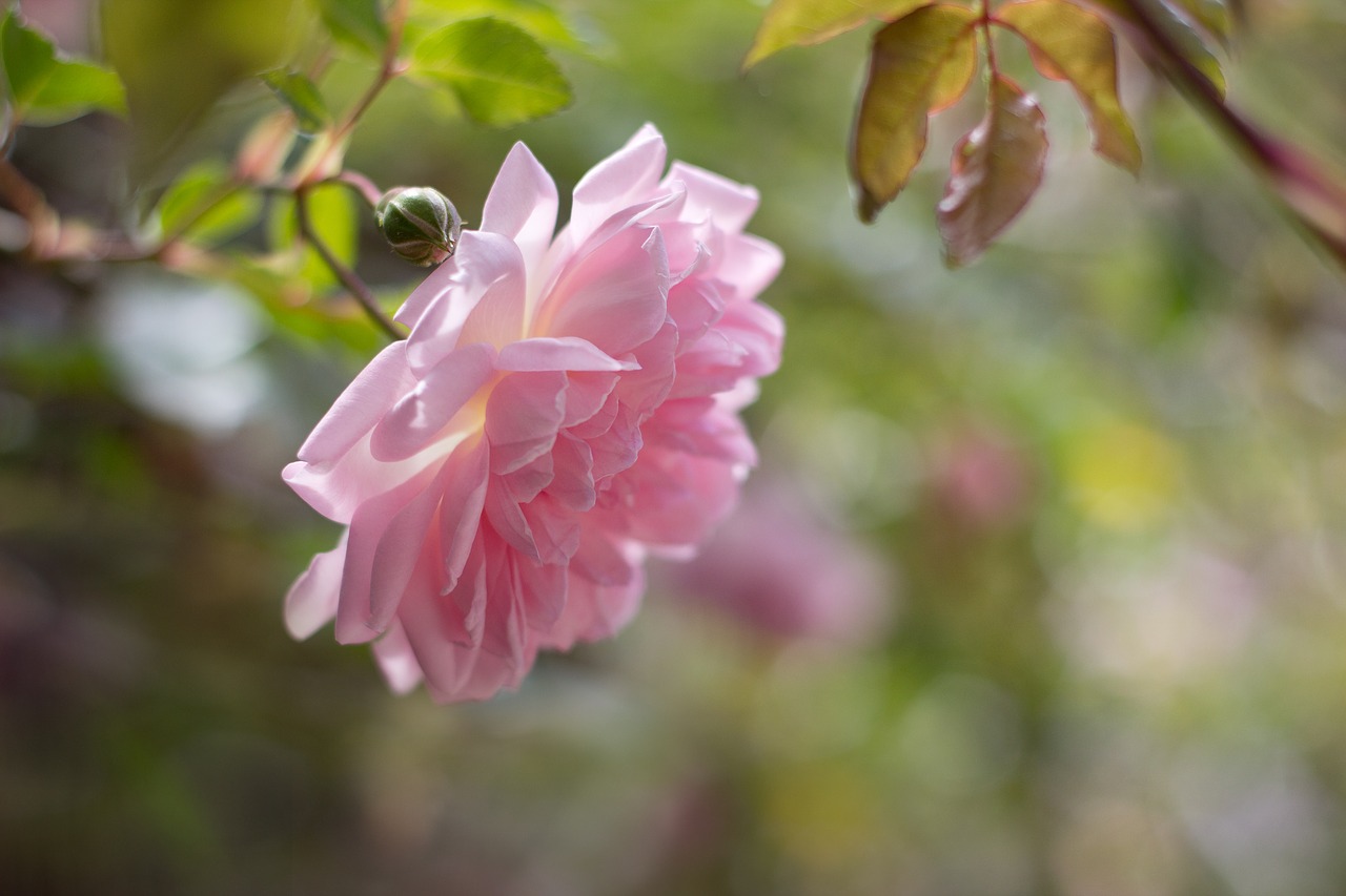 flower pink petal free photo