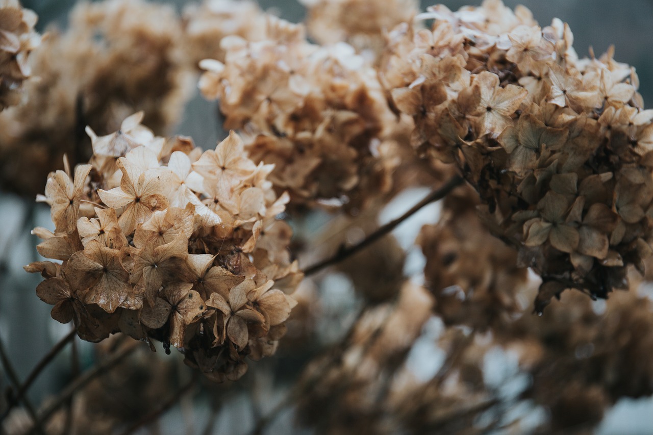 flower petal bloom free photo