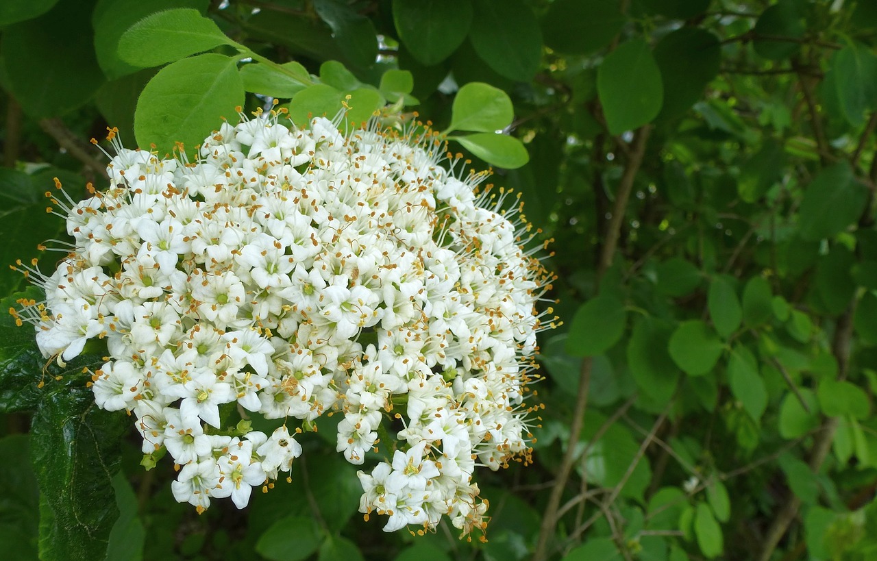 flower blossom bloom free photo