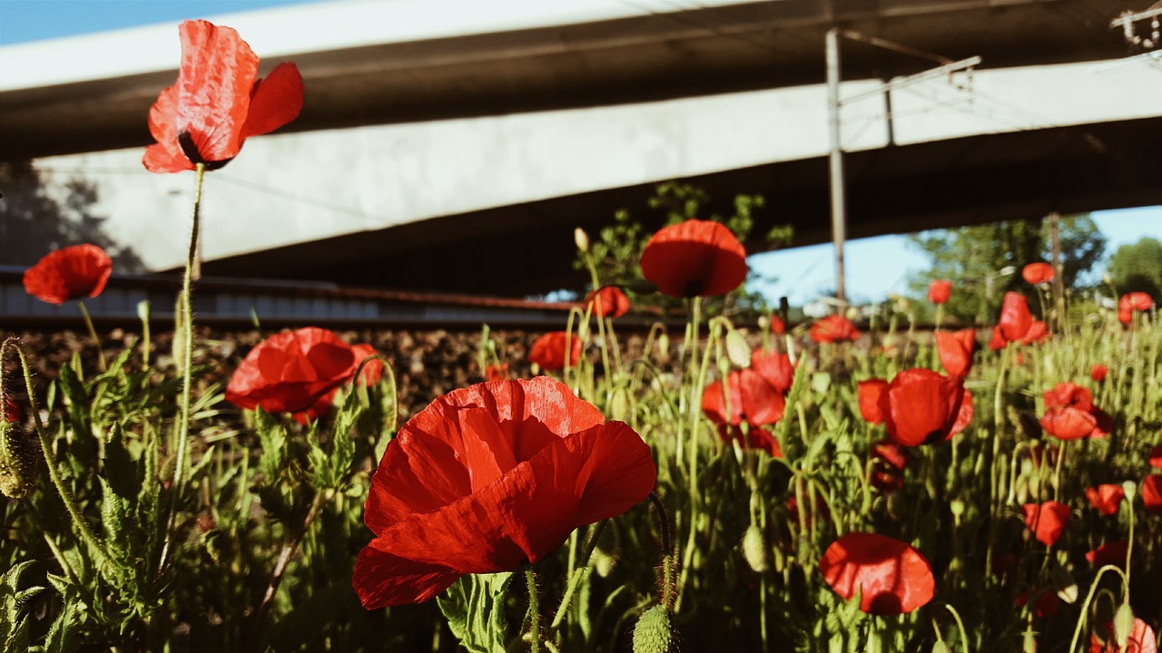 flower red petal free photo