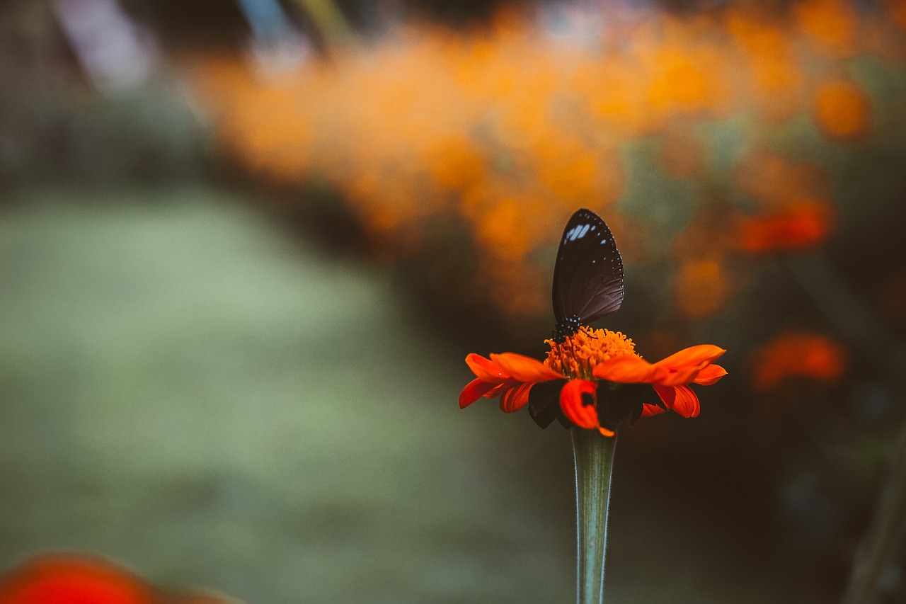 flower blur petal free photo