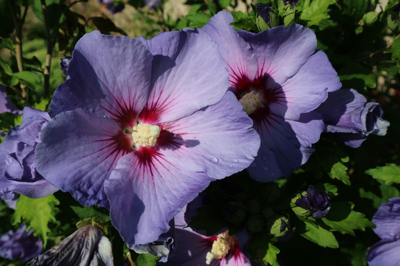 flower purple close-up purple flower free photo