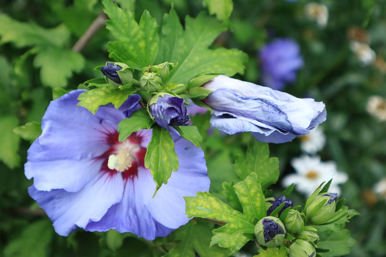 flower blossom bloom free photo