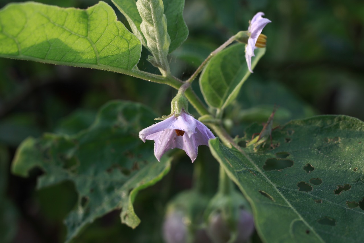 flower purple leaf free photo