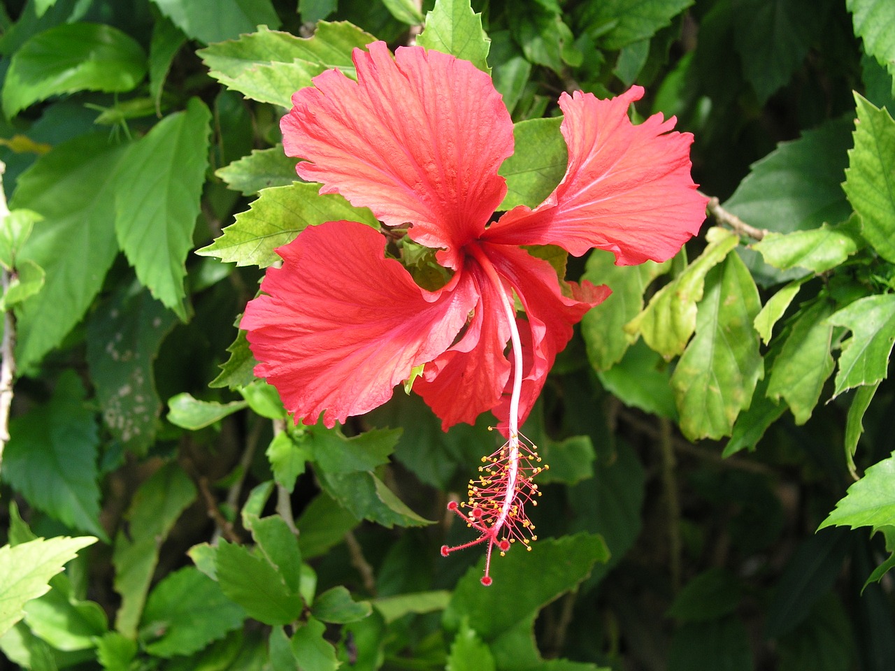 flower bloom hibiscus free photo