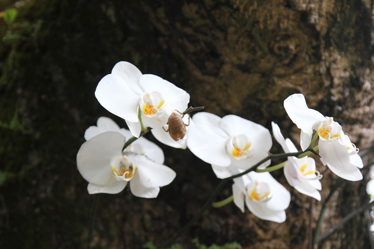 flower clear the net zen free photo