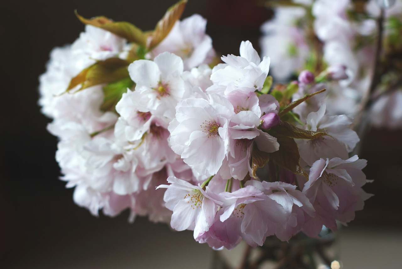 flower bloom blur free photo