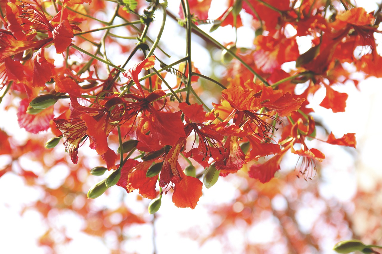 flower petal bloom free photo