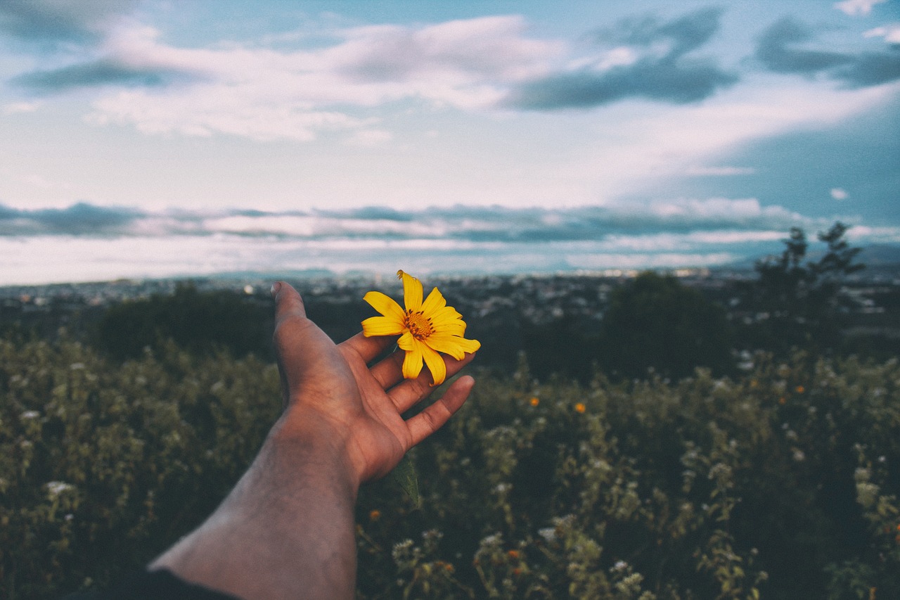 flower yellow petal free photo