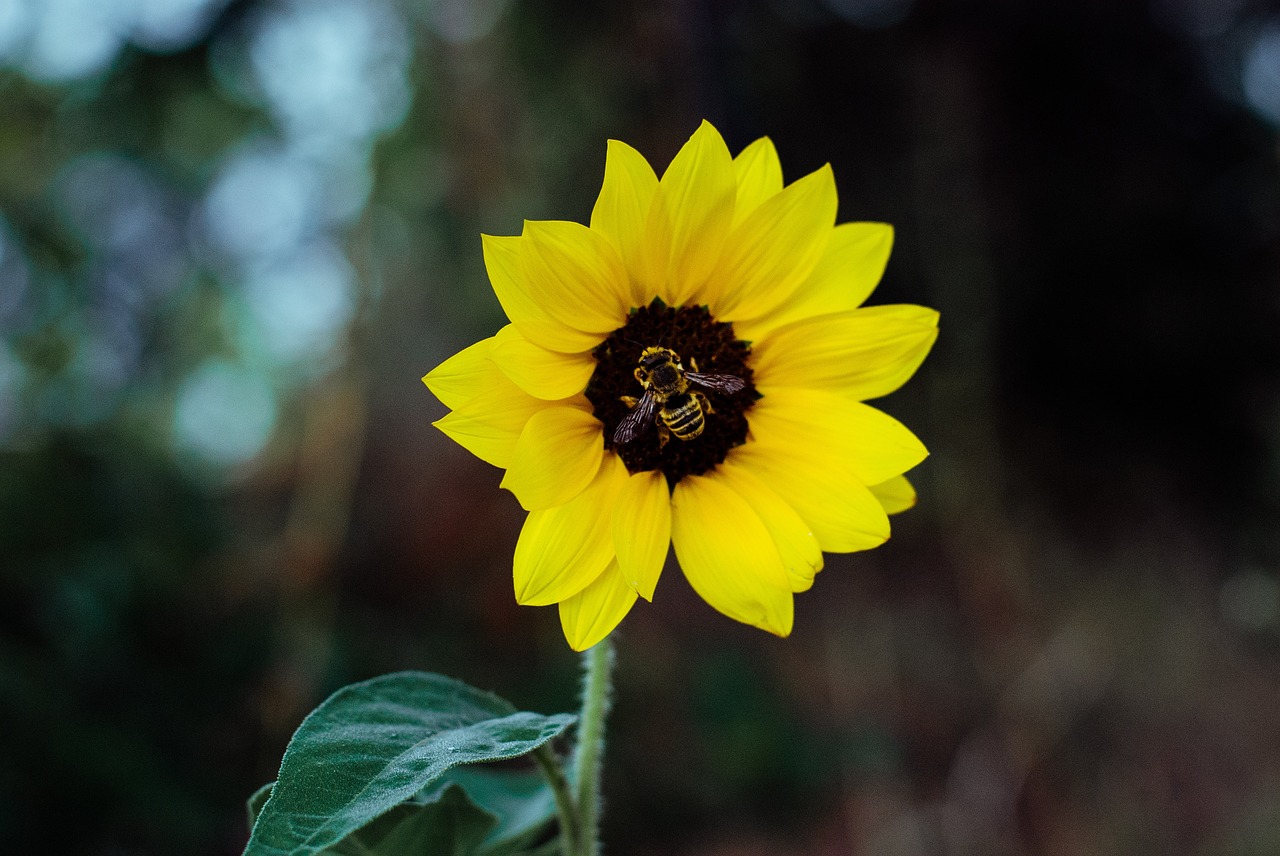 flower yellow petal free photo